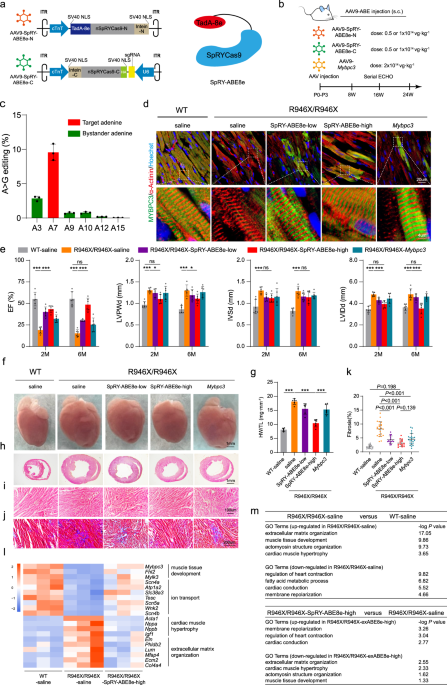 Base editing effectively prevents early-onset severe cardiomyopathy in Mybpc3 mutant mice