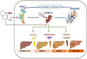 The protease activated receptor 2 - CCAAT/enhancer-binding protein beta - SerpinB3 axis inhibition as a novel strategy for the treatment of non-alcoholic steatohepatitis