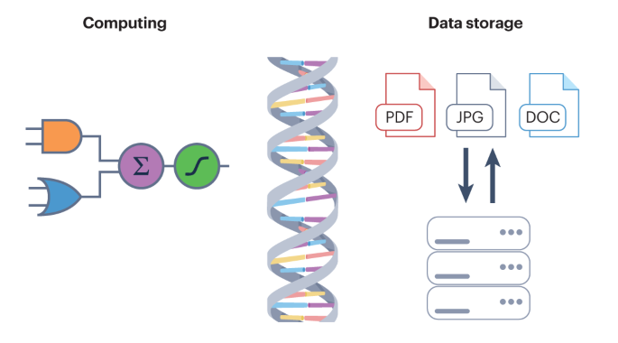 DNA as a universal chemical substrate for computing and data storage
