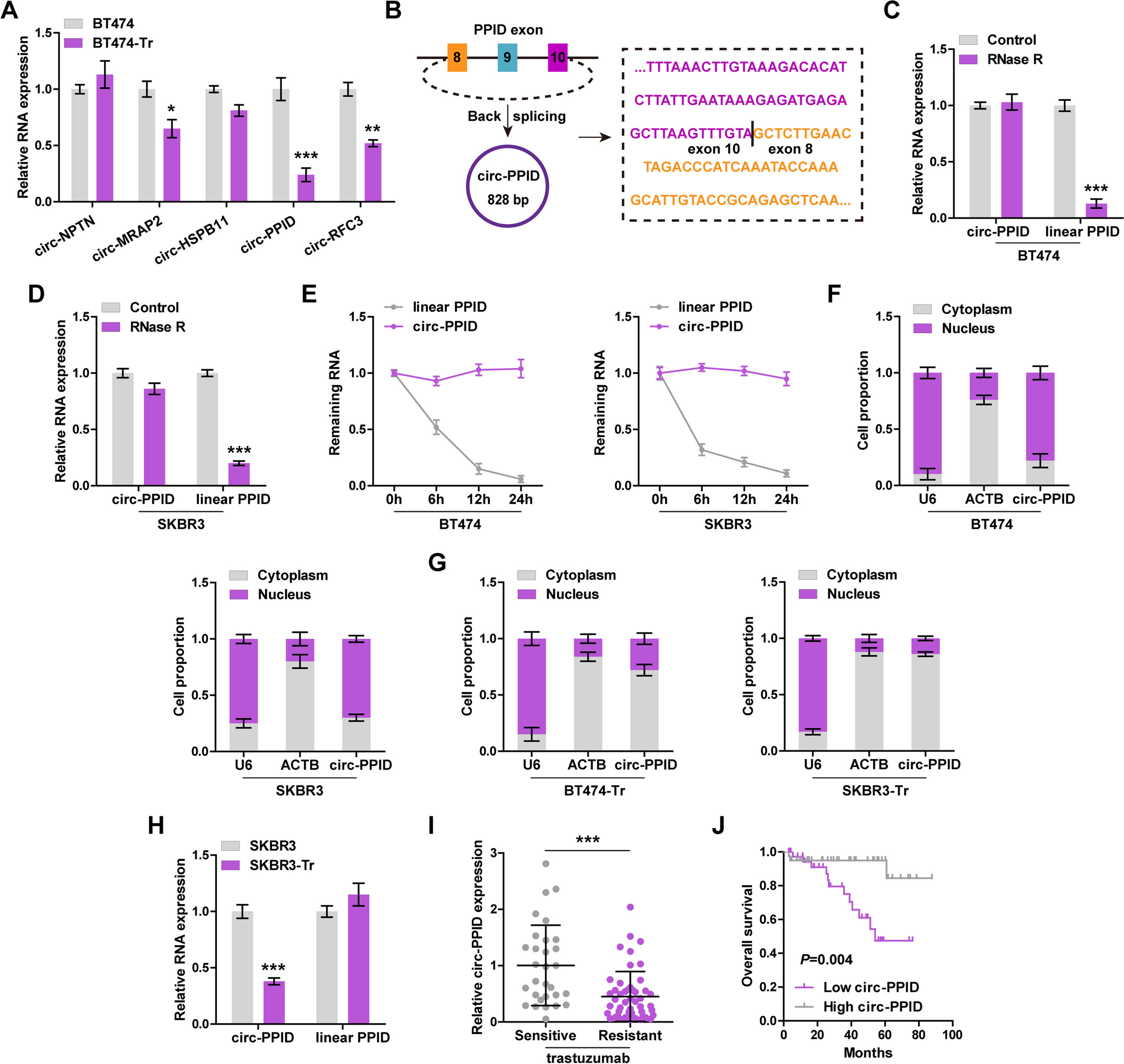Peptidylprolyl isomerase D circular RNA sensitizes breast cancer to trastuzumab through remodeling HER2 N4-acetylcytidine modification