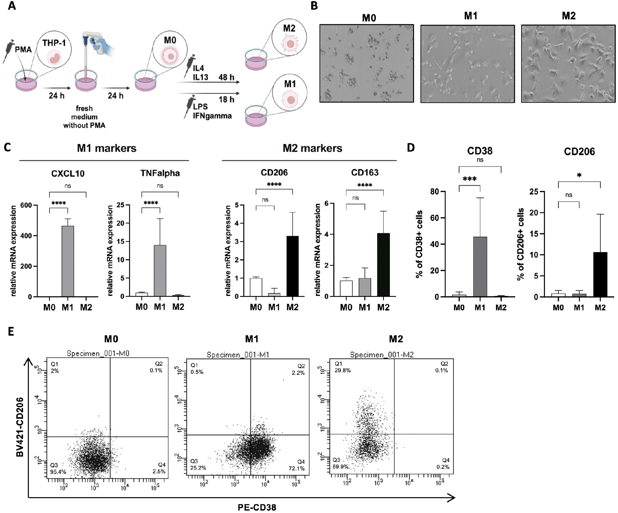 Protocols for Co-Culture Phenotypic Assays with Breast Cancer Cells and THP-1-Derived Macrophages