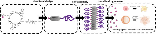 Modular design of cyclic peptide – polymer conjugate nanotubes for delivery and tunable release of anti-cancer drug compounds