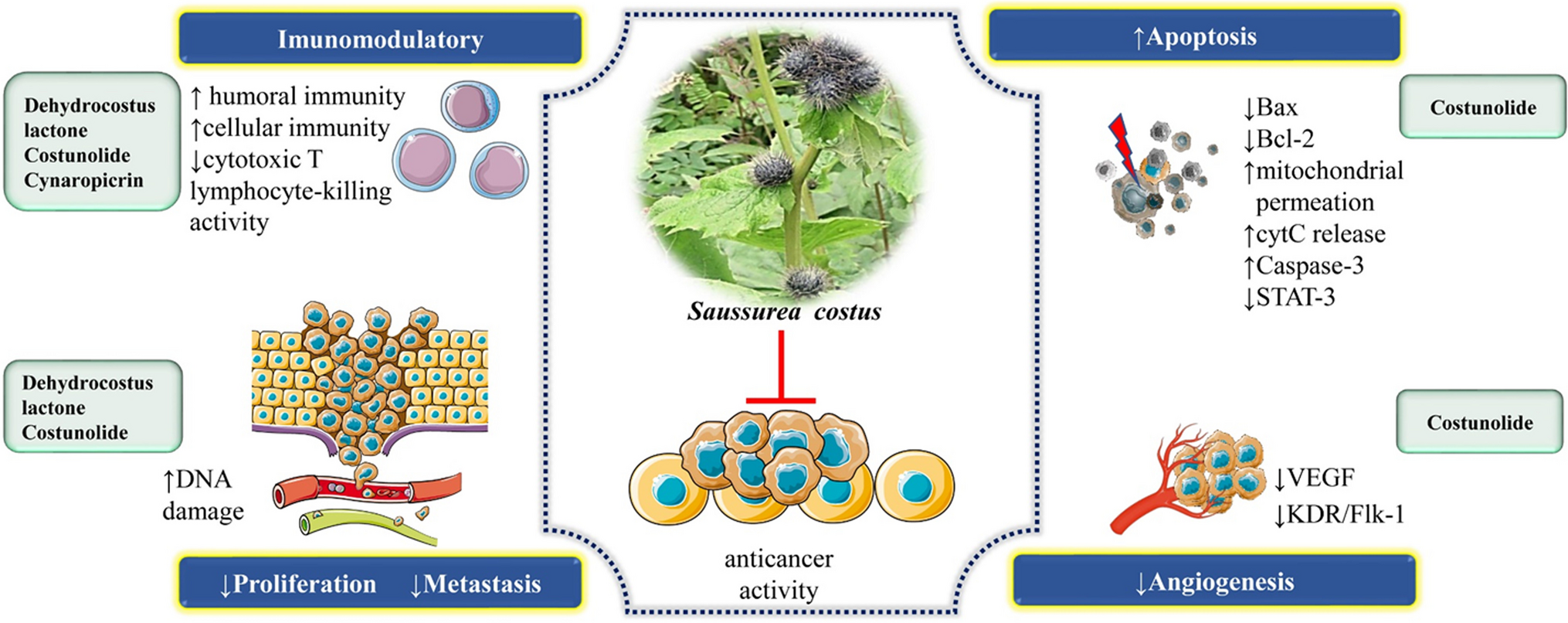 Saussurea costus (Falc.) Lipsch.: a comprehensive review of its pharmacology, phytochemicals, ethnobotanical uses, and therapeutic potential
