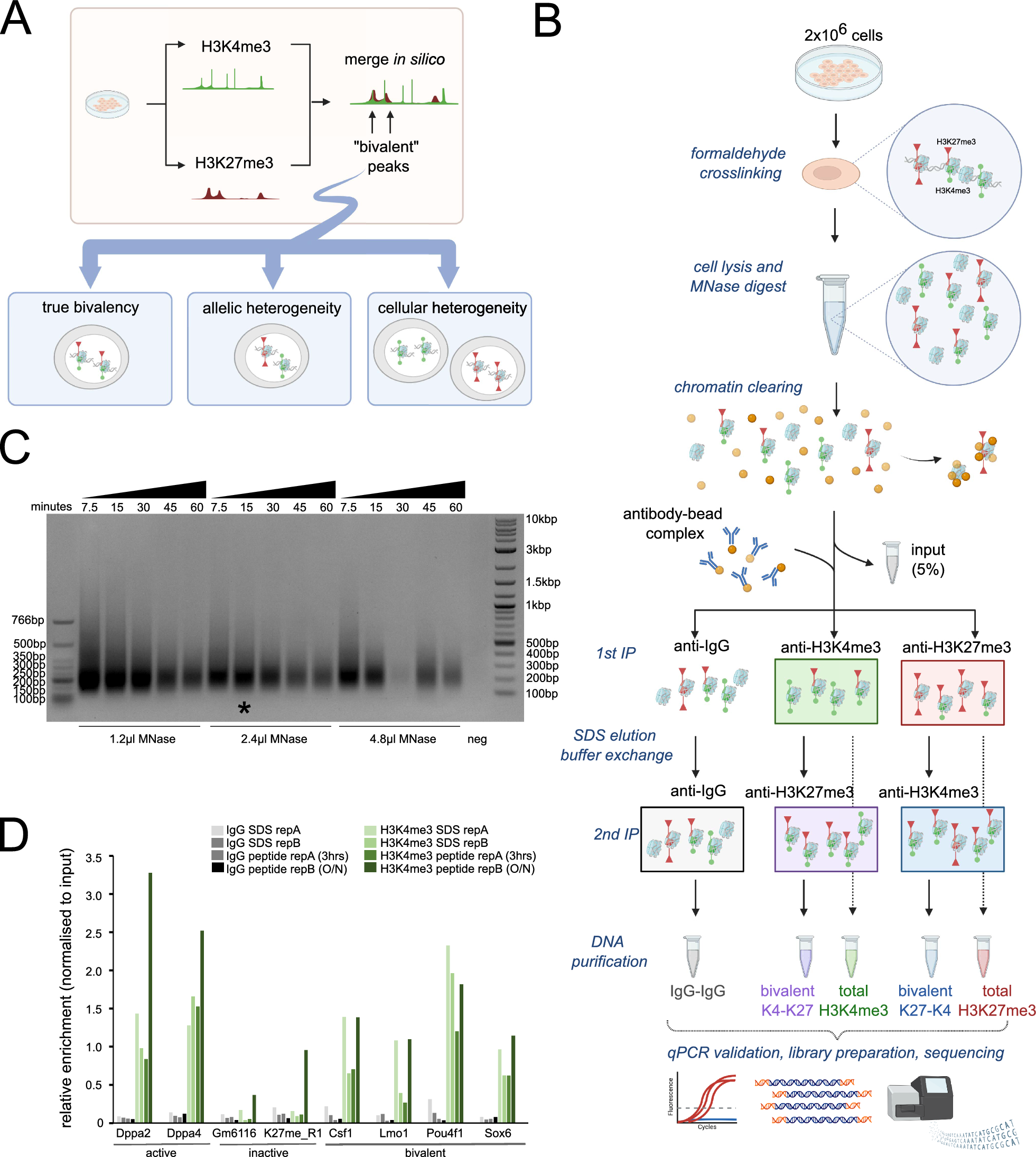 A low-input high resolution sequential chromatin immunoprecipitation method captures genome-wide dynamics of bivalent chromatin