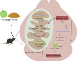 Thinned young apple powder prevents obesity-induced neuronal apoptosis via improving mitochondrial function of cerebral cortex in mice