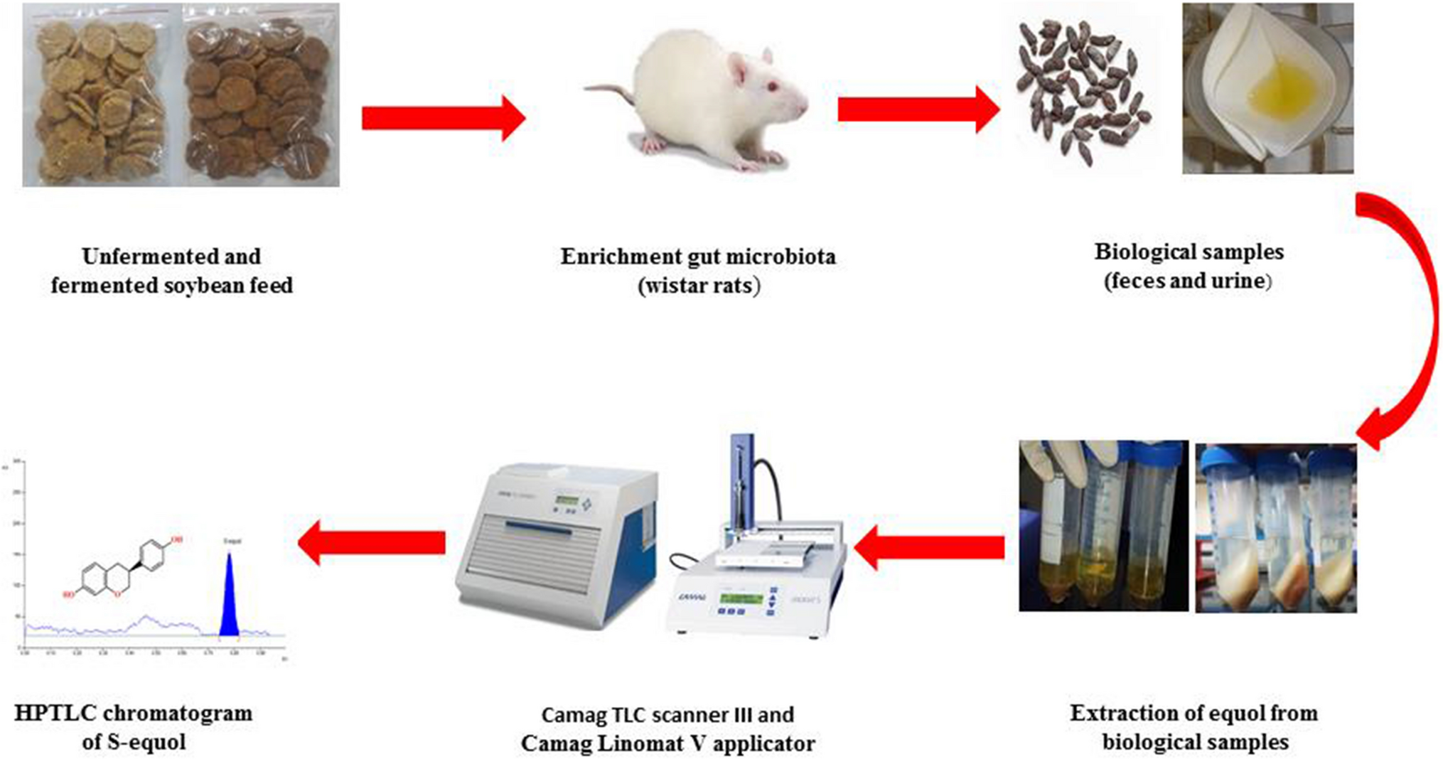 Development of a high-performance thin-layer chromatography method for the rapid quantification of S-equol in biological samples of albino Wistar rats