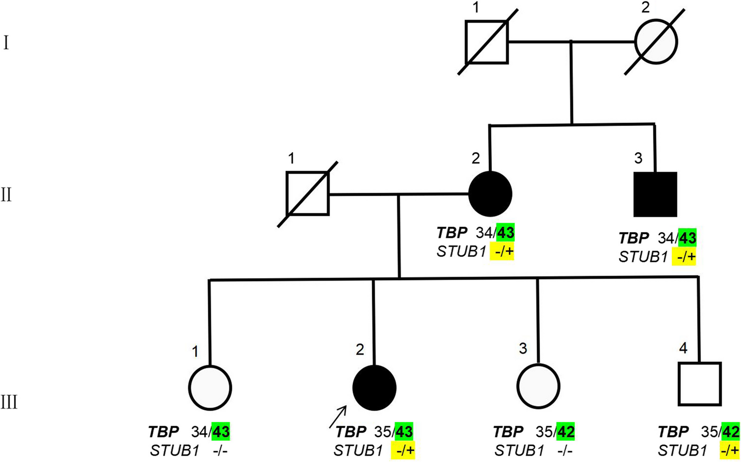 A Chinese Family with Digenic TBP/STUB1 Spinocerebellar Ataxia