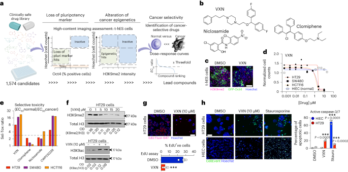 The dopamine transporter antagonist vanoxerine inhibits G9a and suppresses cancer stem cell functions in colon tumors
