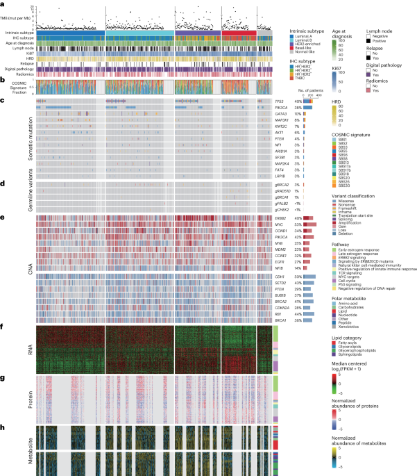 Integrated multiomic profiling of breast cancer in the Chinese population reveals patient stratification and therapeutic vulnerabilities
