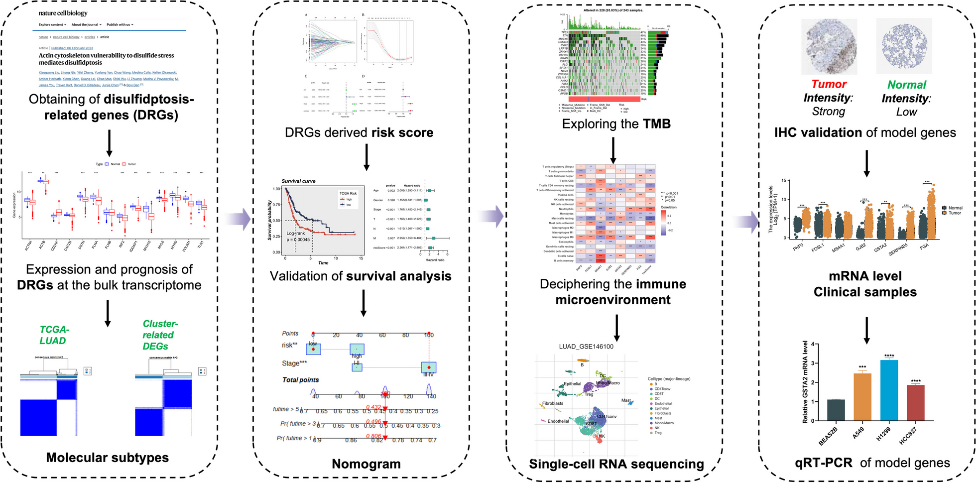 Molecular map of disulfidptosis-related genes in lung adenocarcinoma: the perspective toward immune microenvironment and prognosis