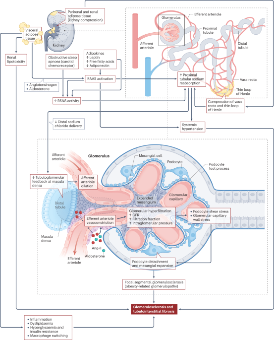 Obesity and the kidney: mechanistic links and therapeutic advances