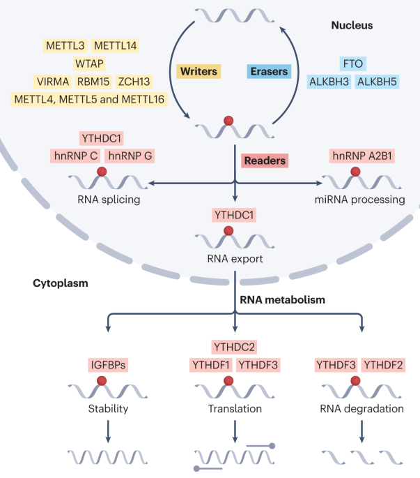 RNA N6-methyladenosine modifications in urological cancers: from mechanism to application