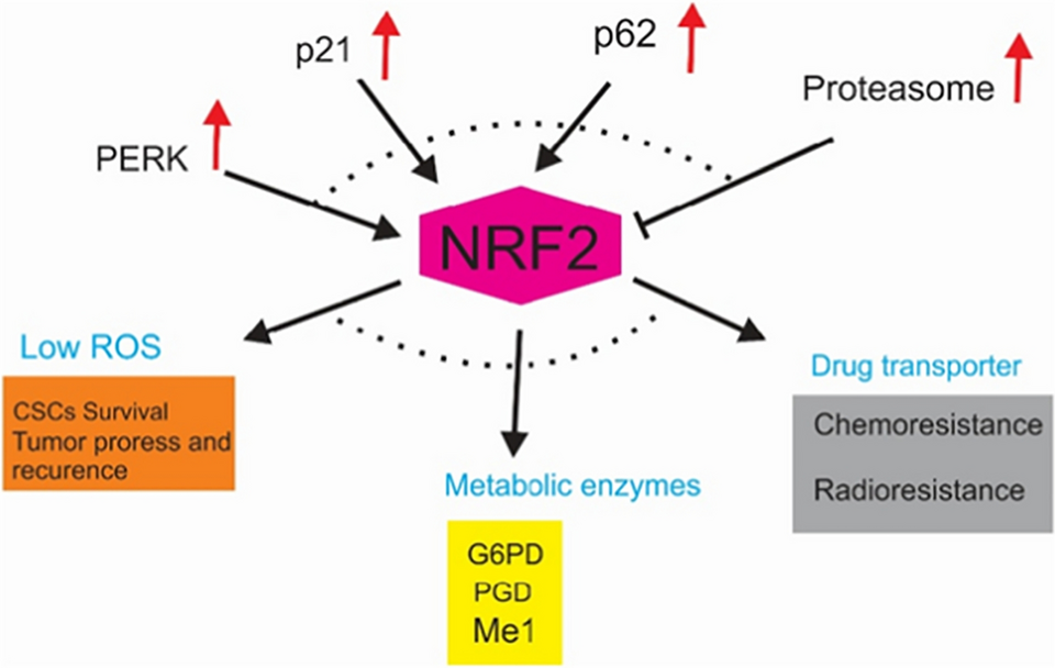 Potential Role of Nrf2, HER2, and ALDH in Cancer Stem Cells: A Narrative Review