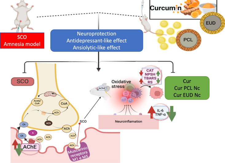 New curcumin-loaded nanocapsules as a therapeutic alternative in an amnesia model