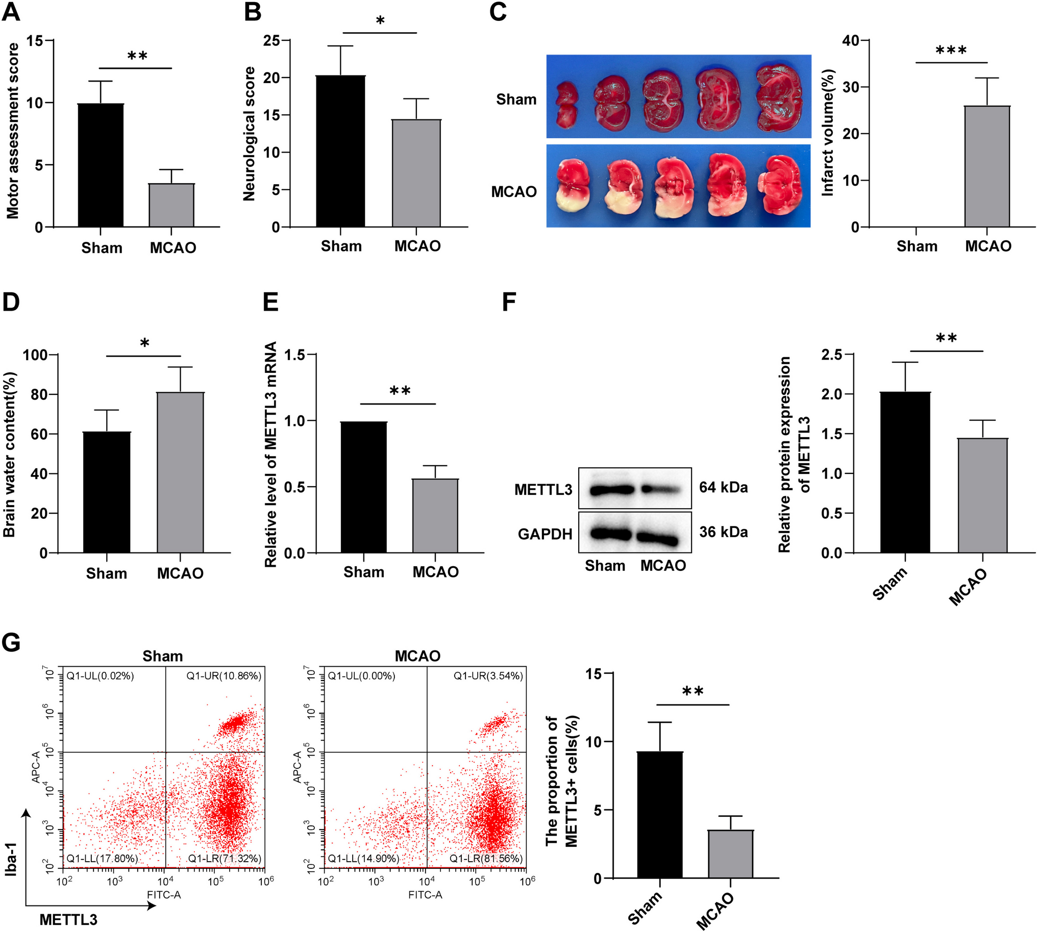 METTL3 Mediates Microglial Activation and Blood–Brain Barrier Permeability in Cerebral Ischemic Stroke by Regulating NLRP3 Inflammasomes Through m6A Methylation Modification