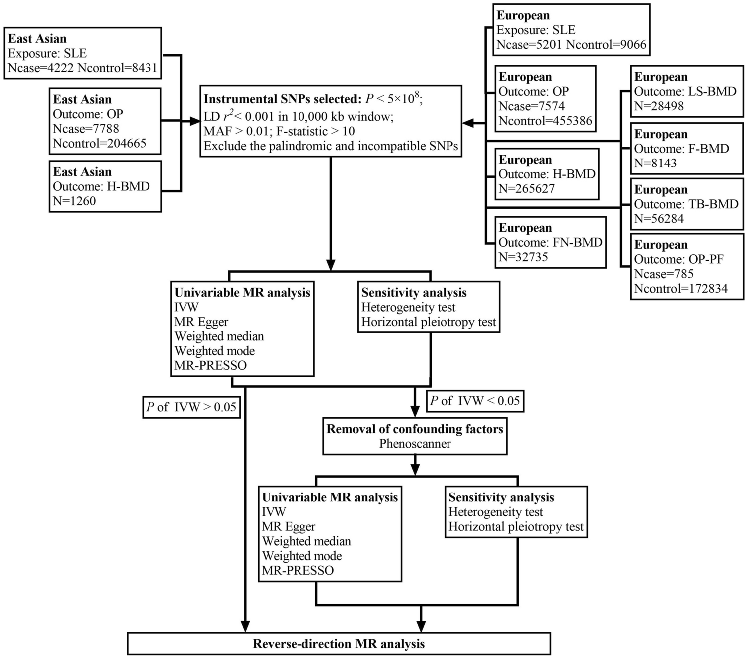 The Relationship Between Systemic Lupus Erythematosus and Osteoporosis Based on Different Ethnic Groups: a Two-Sample Mendelian Randomization Analysis