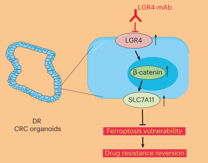 Targeting LGR4–Wnt activates ferroptosis and reverses drug resistance in colorectal cancer