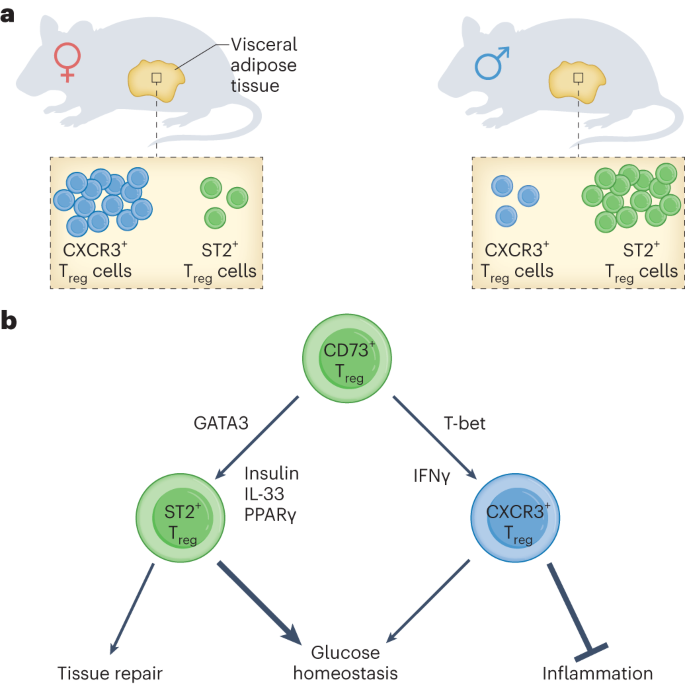 Adipose Treg cells in charge of metabolism