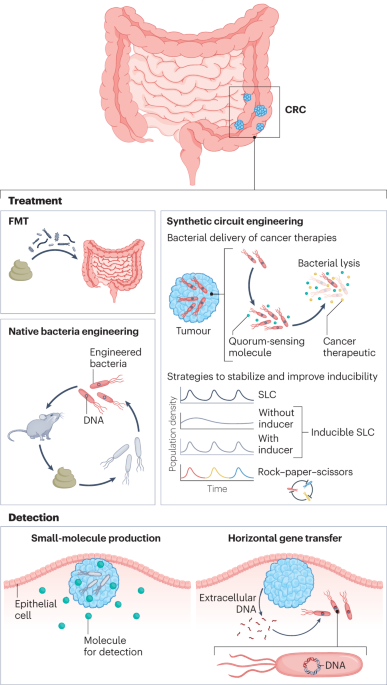 Live bacterial therapeutics for detection and treatment of colorectal cancer