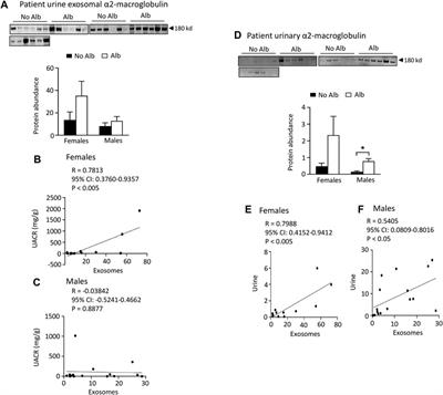 Proteomic analyses of urinary exosomes identify novel potential biomarkers for early diagnosis of sickle cell nephropathy, a sex-based study