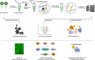 Quantitative proteomics analysis identified new interacting proteins of JAL30 in Arabidopsis