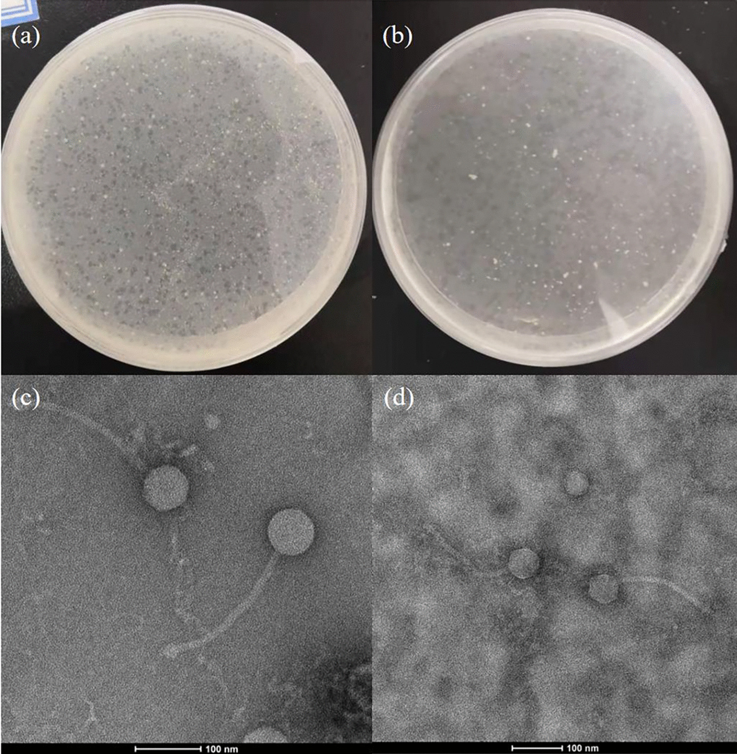 Two novel bacteriophages isolated from the environment that can help control activated sludge foaming