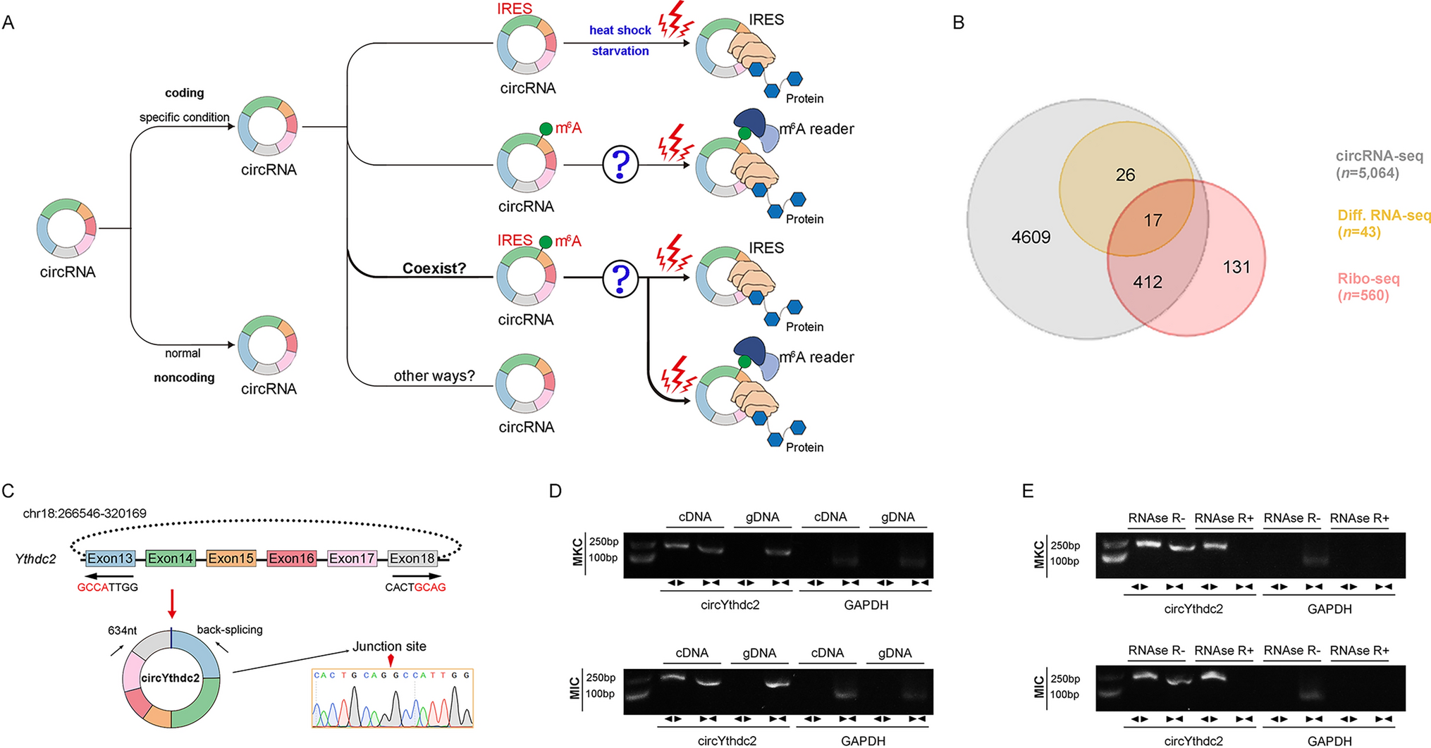 CircYthdc2 generates polypeptides through two translation strategies to facilitate virus escape