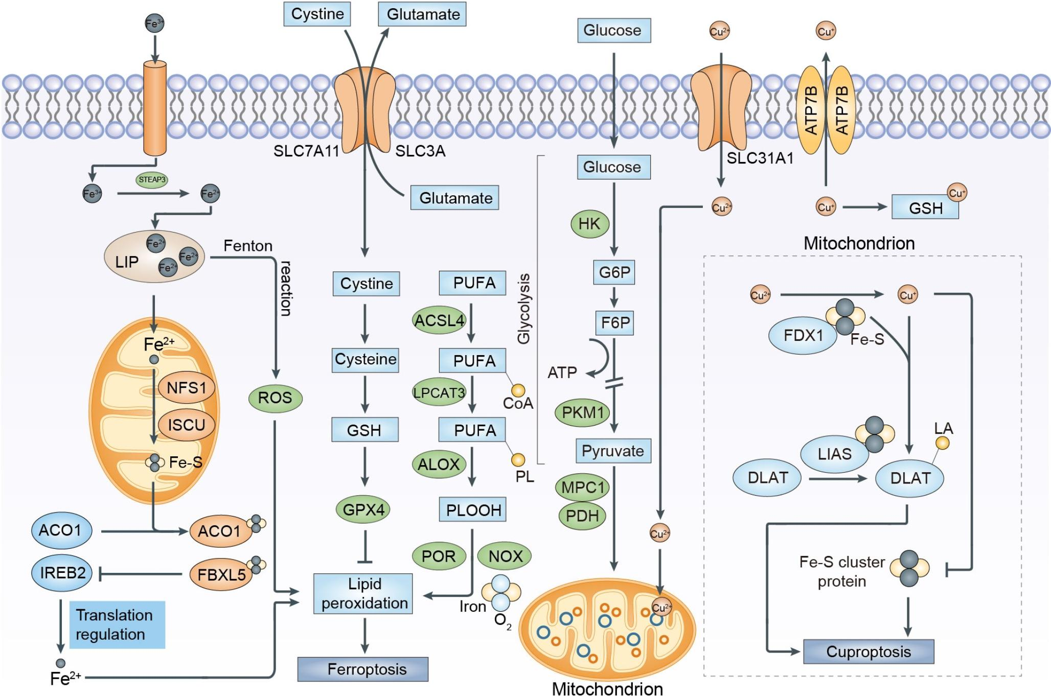 Ferroptosis and cuproptposis in kidney Diseases: dysfunction of cell metabolism