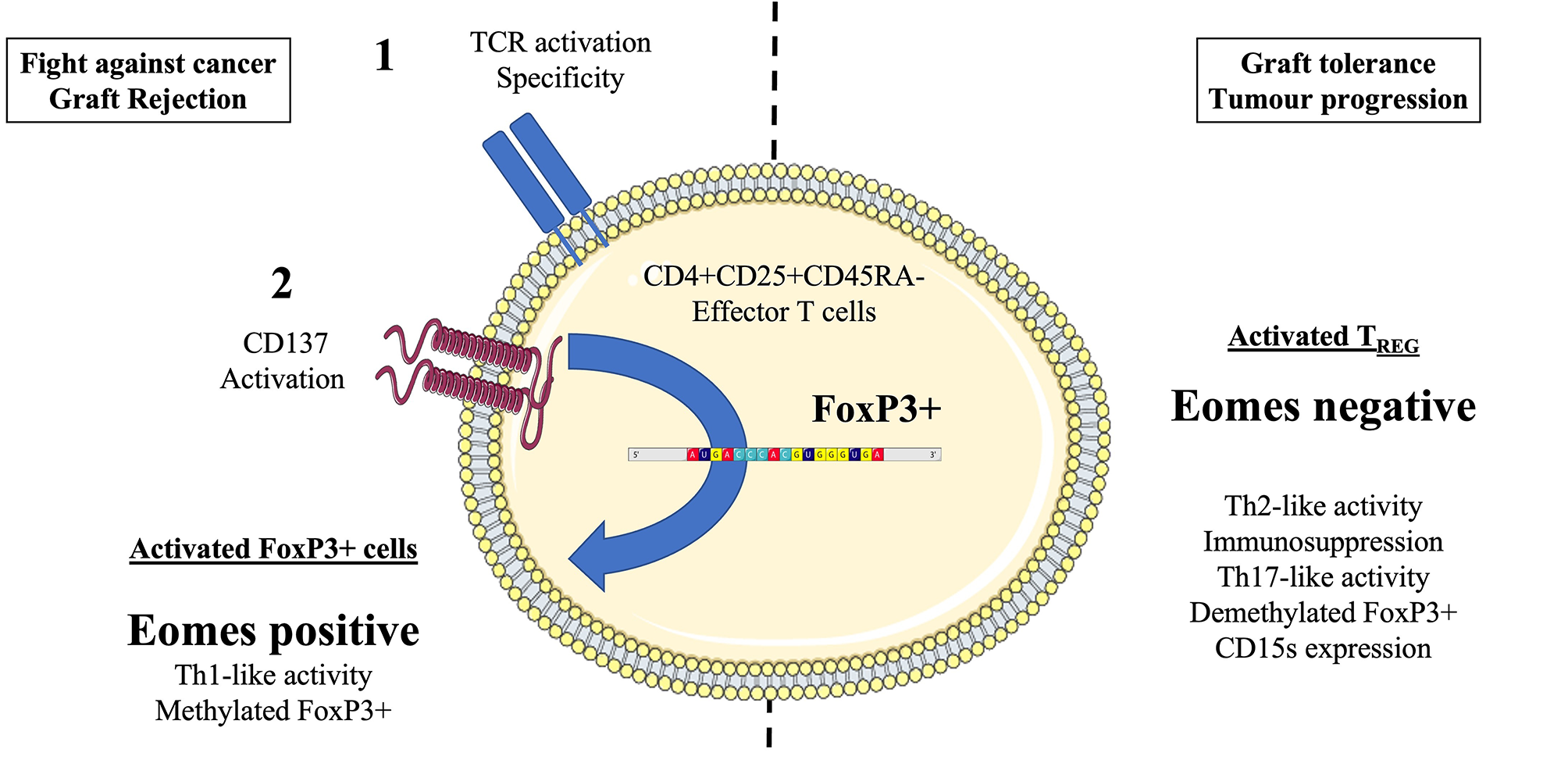 Hypothesis of a CD137/Eomes activating axis for effector T cells in HPV oropharyngeal cancers