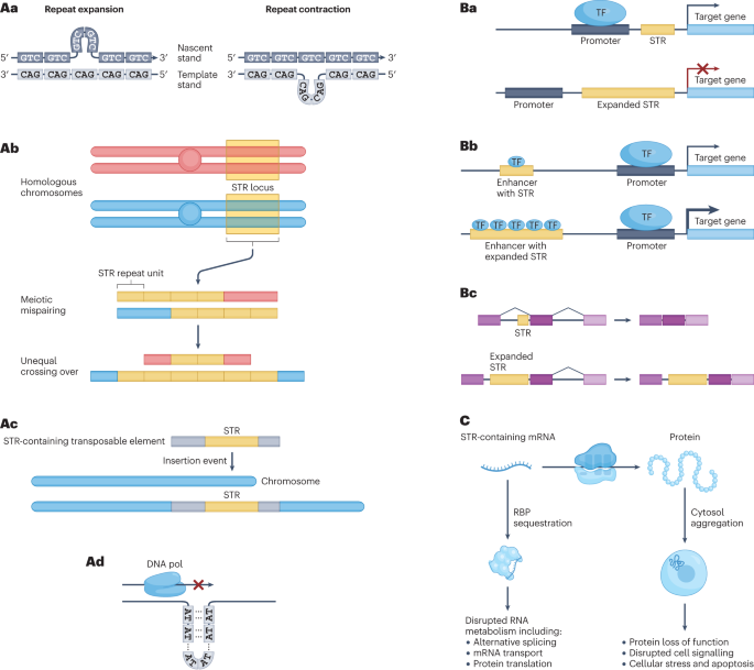 Sequencing and characterizing short tandem repeats in the human genome