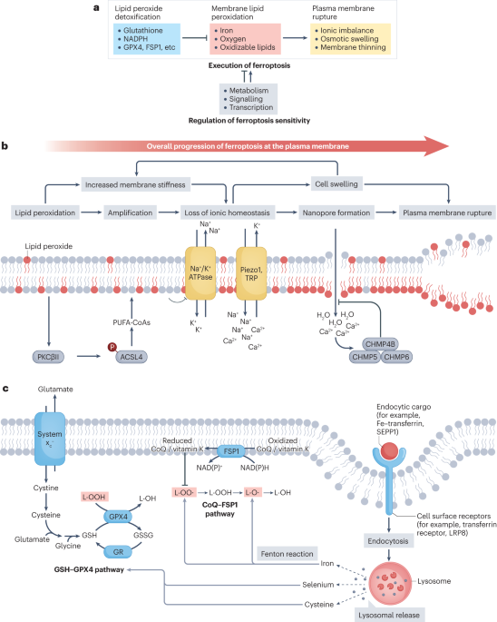 The cell biology of ferroptosis