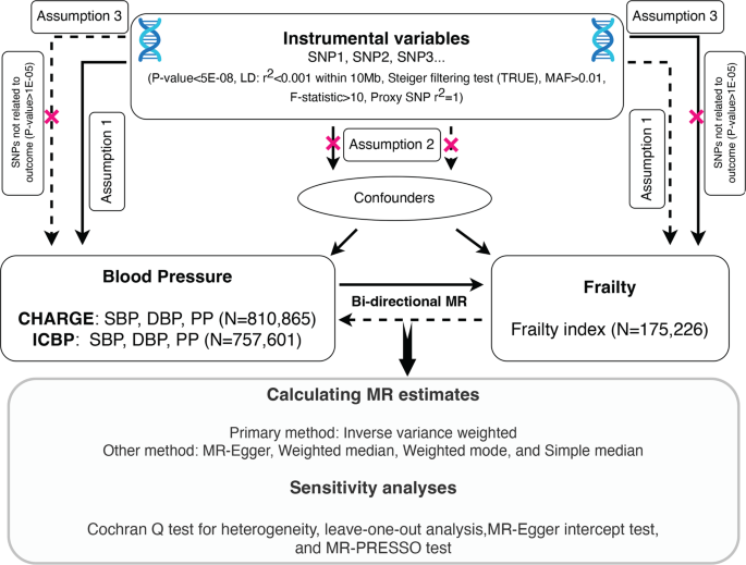 Causal effects of blood pressure and the risk of frailty: a bi-directional two-sample Mendelian randomization study