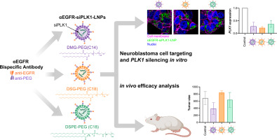 Targeted delivery of polo-like kinase 1 siRNA nanoparticles using an EGFR-PEG bispecific antibody inhibits proliferation of high-risk neuroblastoma.