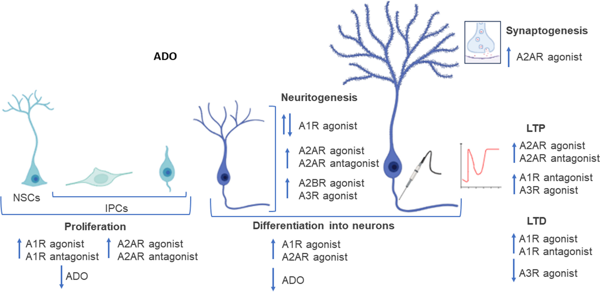 The impact of purine nucleosides on neuroplasticity in the adult brain