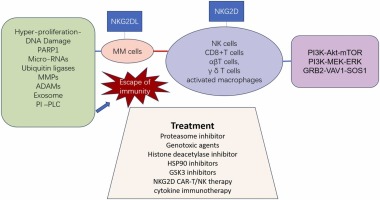 Targeting NKG2D/NKG2DL Axis In Multiple Myeloma Therapy