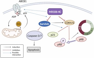 ABCB1-dependent collateral sensitivity of multidrug-resistant colorectal cancer cells to the survivin inhibitor MX106-4C