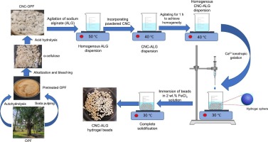 Oil palm frond-derived cellulose nanocrystals: Effect of pretreatment and elucidating its reinforcing potential in hydrogel beads