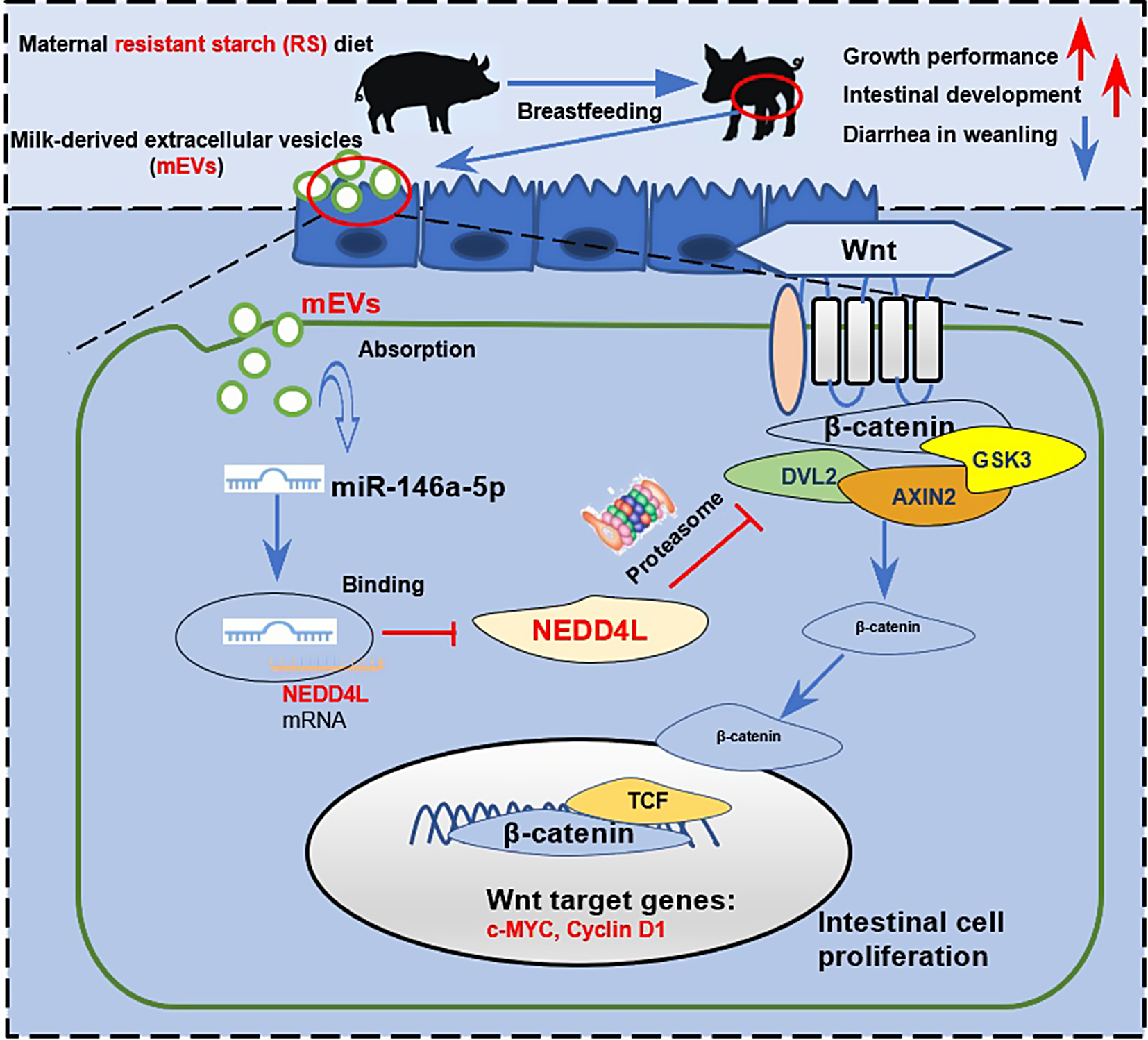 Maternal fiber-rich diet promotes early-life intestinal development in offspring through milk-derived extracellular vesicles carrying miR-146a-5p