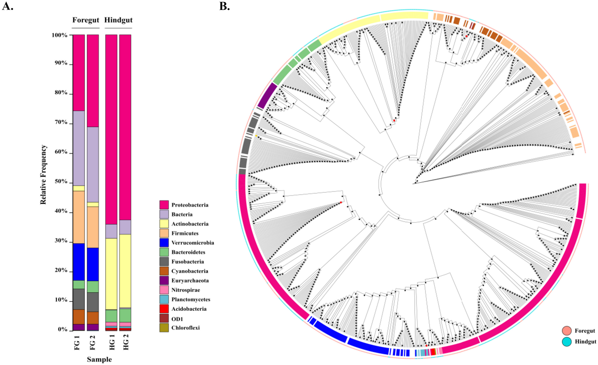 Comparative analyses of gut microbiota reveal ammonia detoxification and nitrogen assimilation in Cyprinus carpio var. specularis
