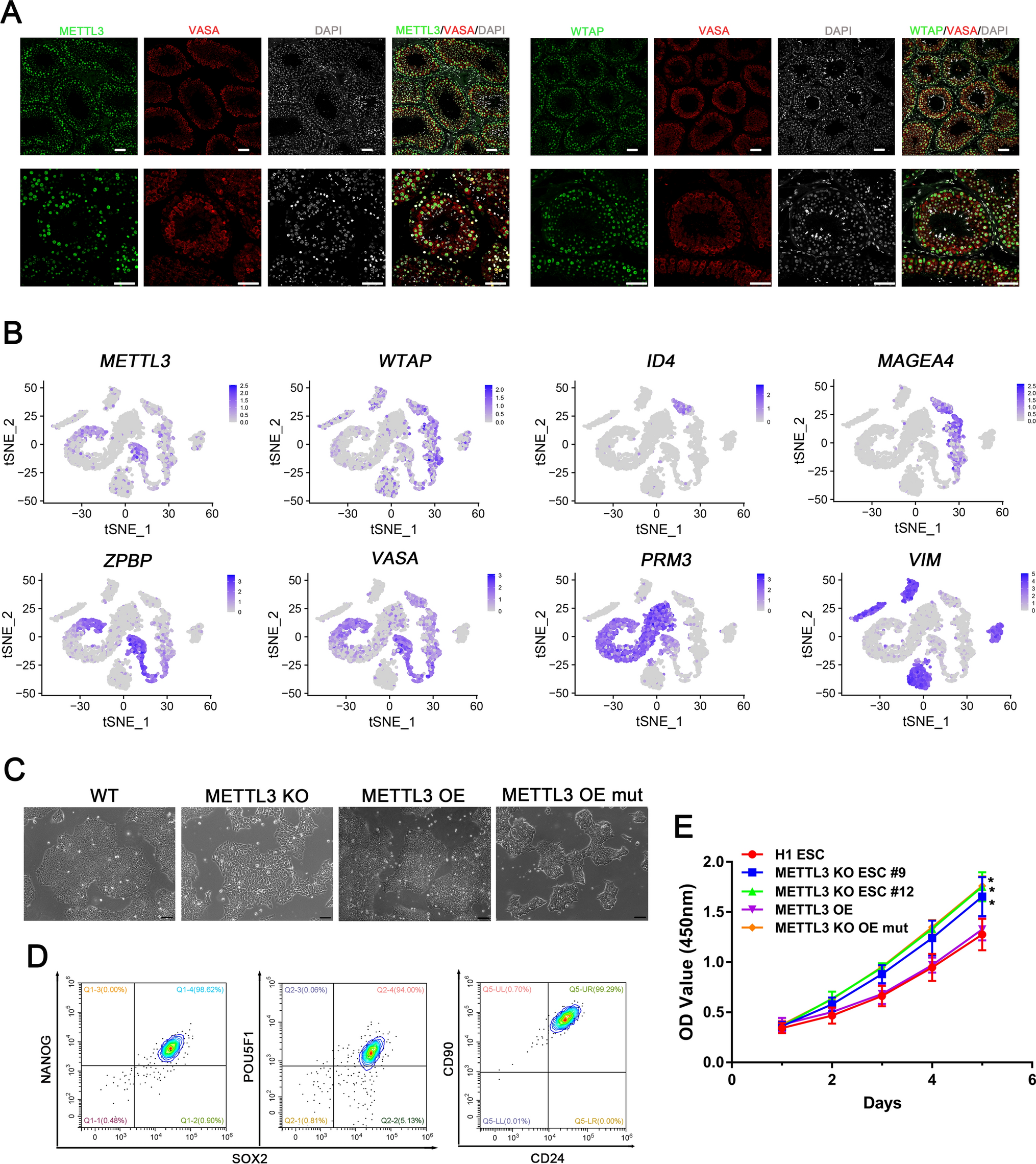 RNA m6A modification regulates L1 retrotransposons in human spermatogonial stem cell differentiation in vitro and in vivo