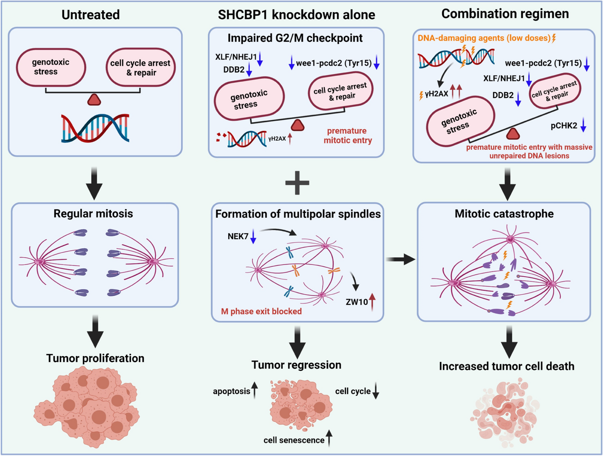 The dynamic role of nucleoprotein SHCBP1 in the cancer cell cycle and its potential as a synergistic target for DNA-damaging agents in cancer therapy