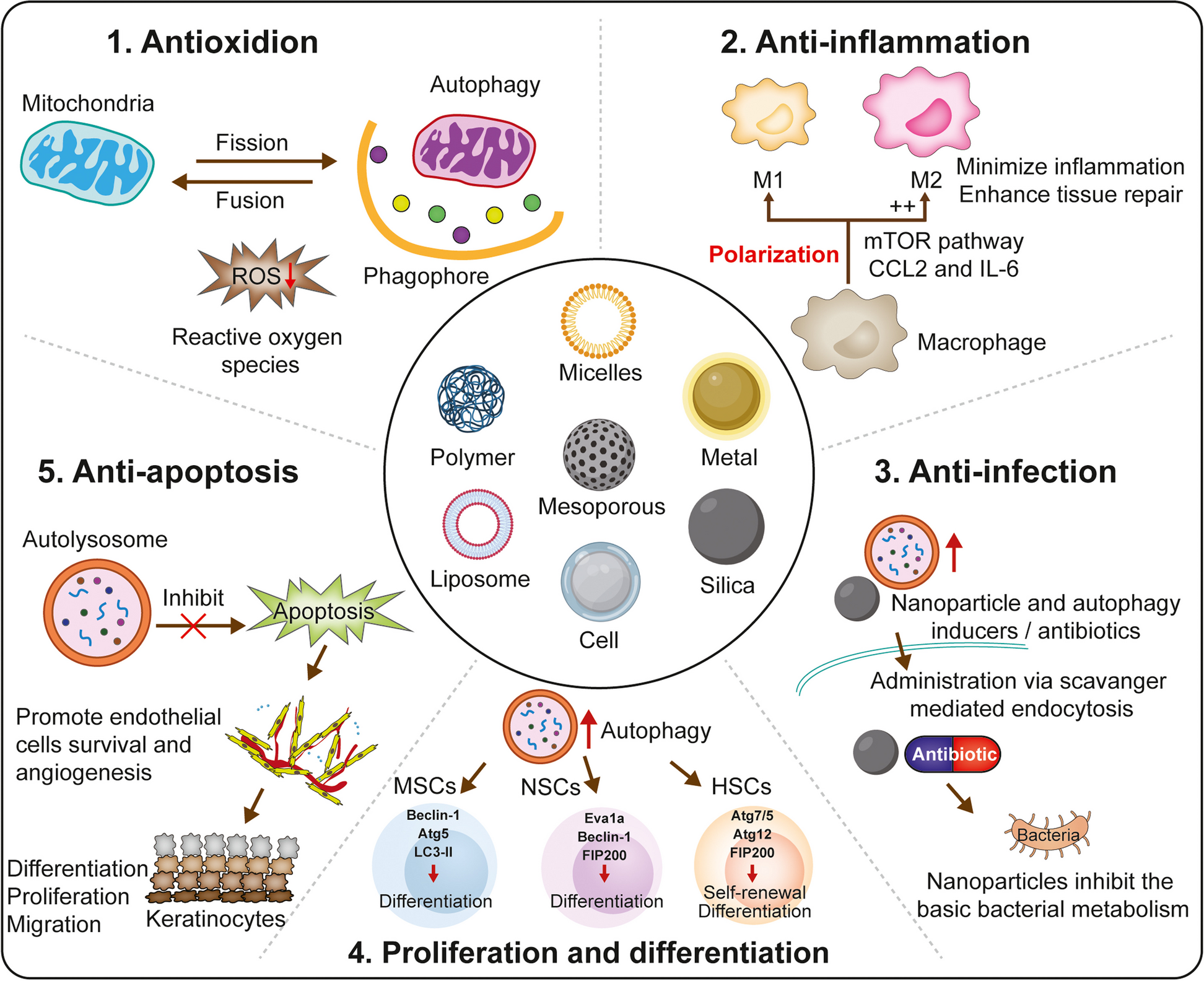 Autophagy-modulating biomaterials: multifunctional weapons to promote tissue regeneration