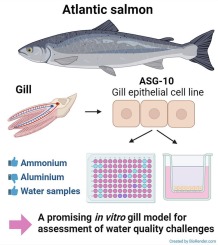 Gill epithelial cell line ASG-10 from Atlantic salmon as a new research tool for solving water quality challenges in aquaculture