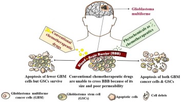 Exploring the Potential of Phytochemicals Derived From Indian Medicinal Plants for Management and Treatment of Glioblastoma Multiforme Based on In Vitro Studies