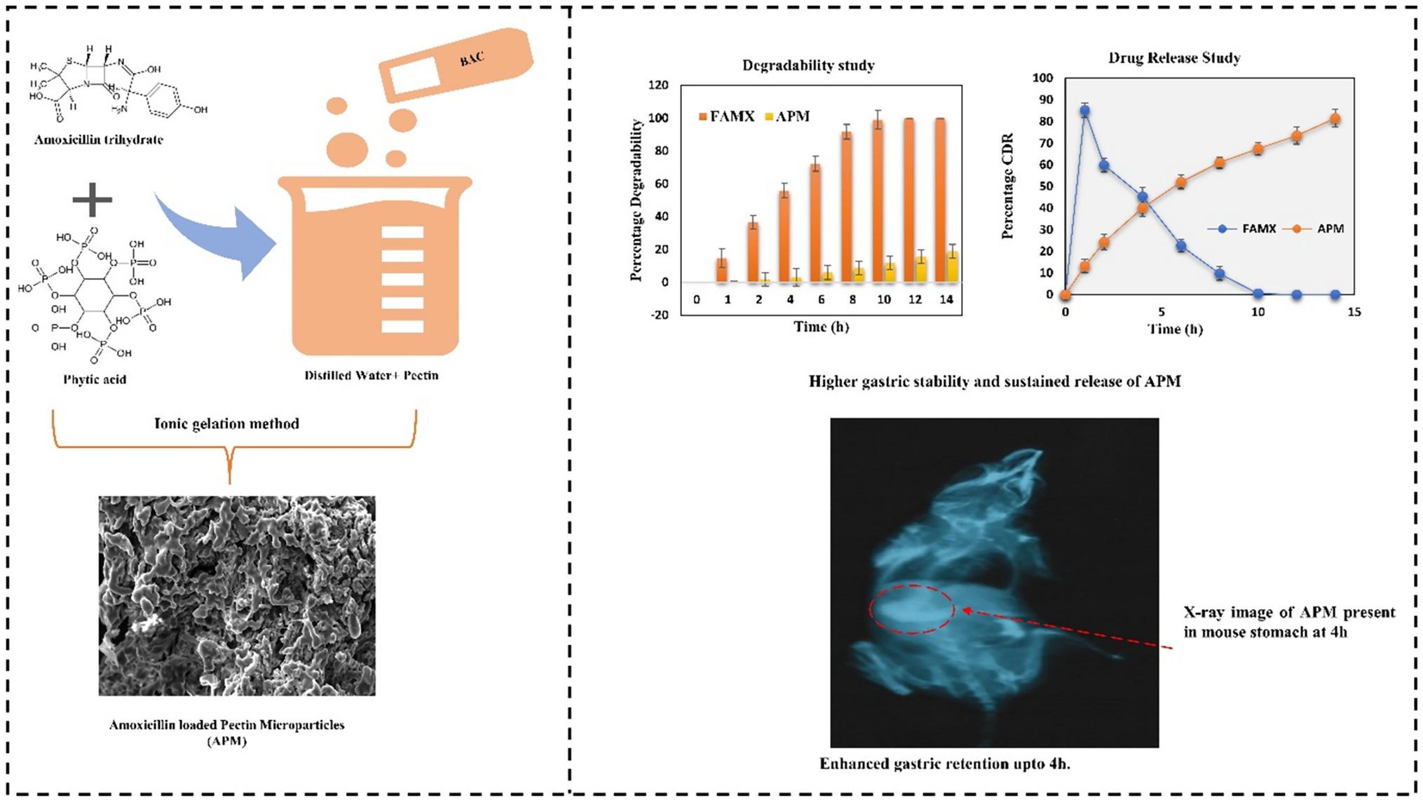 Development and Evaluation of Novel Amoxicillin and Phytic Acid-Loaded Gastro-Retentive Mucoadhesive Pectin Microparticles for the Management of Helicobacter pylori Infections