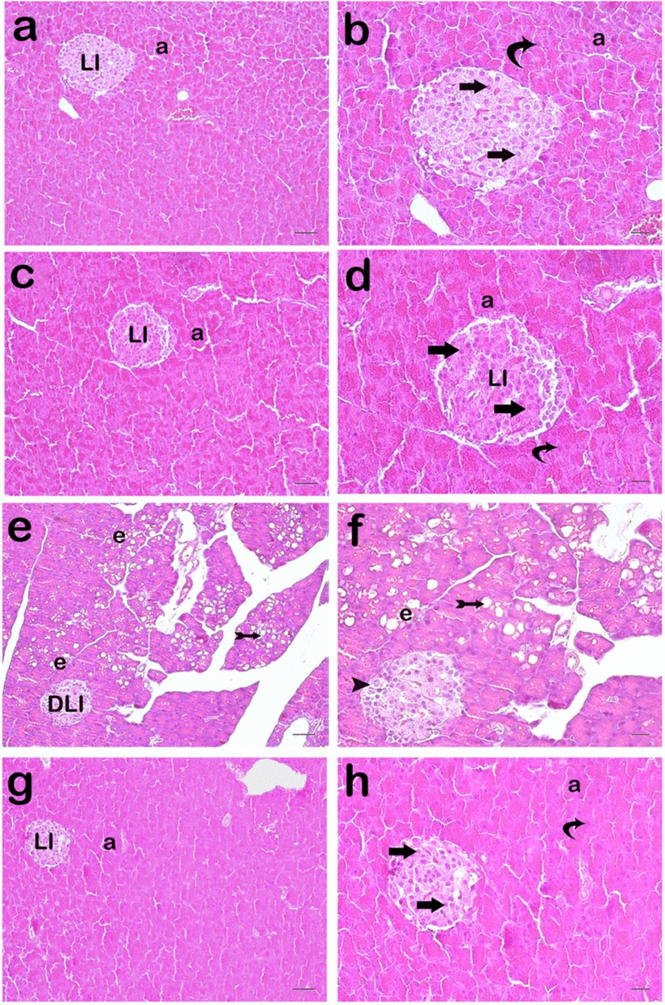 The impact of apelin-13 on cisplatin-induced endocrine pancreas damage in rats: an in vivo study