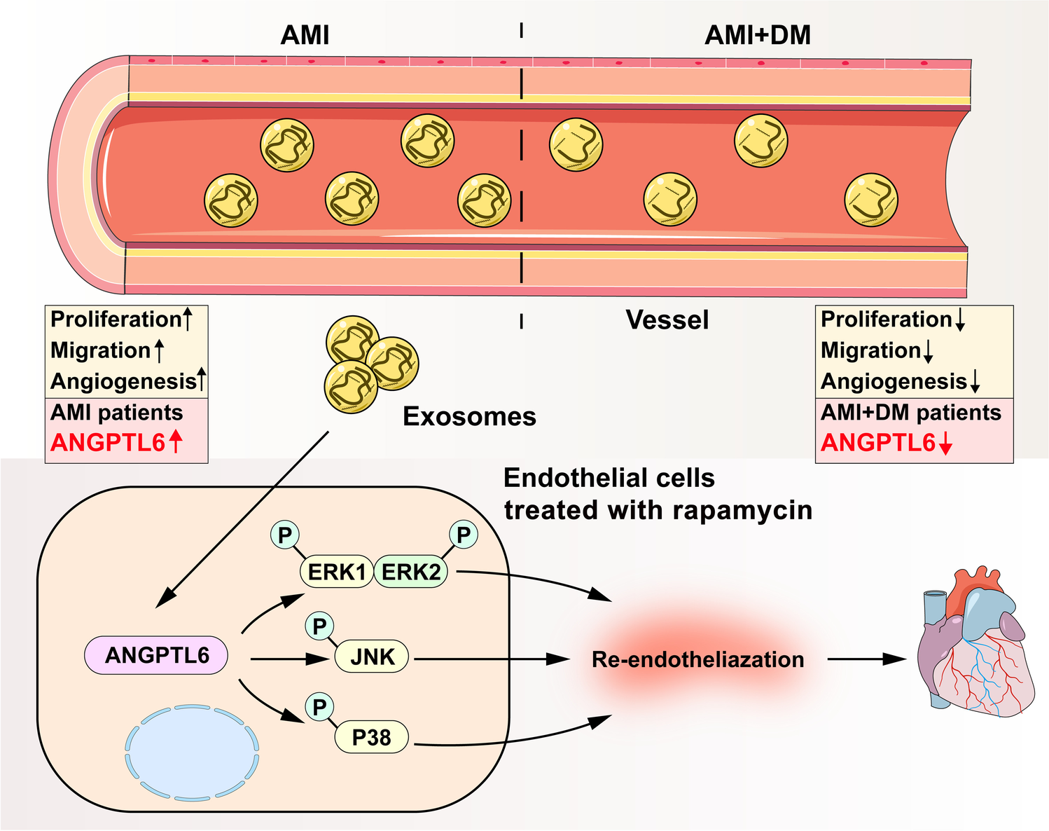 Differential Proteomic Profiles of Coronary Serum Exosomes in Acute Myocardial Infarction Patients with or Without Diabetes Mellitus: ANGPTL6 Accelerates Regeneration of Endothelial Cells Treated with Rapamycin via MAPK Pathways