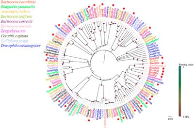 Identification of candidate chemosensory genes in Bactrocera cucurbitae based on antennal transcriptome analysis