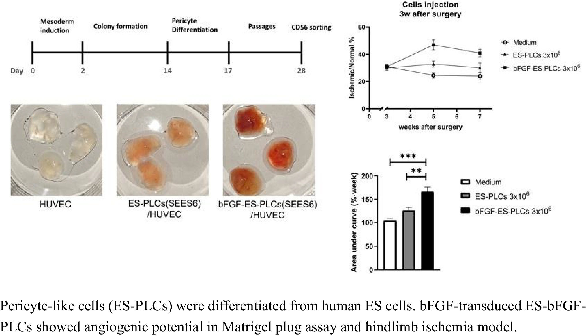 Transplantation of Human Embryonic Stem Cell–Derived Pericyte-Like Cells Transduced with Basic Fibroblast Growth Factor Promotes Angiogenic Recovery in Mice with Severe Chronic Hindlimb Ischemia