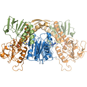 The crystal structure of mycothiol disulfide reductase (Mtr) provides mechanistic insight into the specific low-molecular-weight thiol reductase activity of Actinobacteria